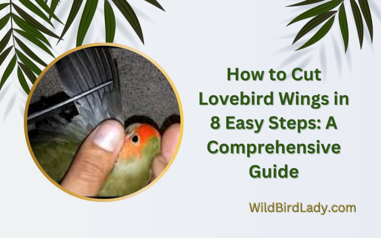 How to Cut Lovebird Wings