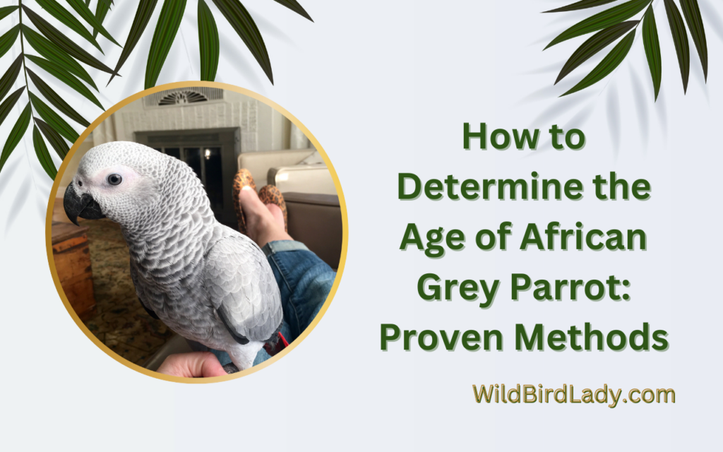 How to Determine the Age of African Grey Parrot: Proven Methods