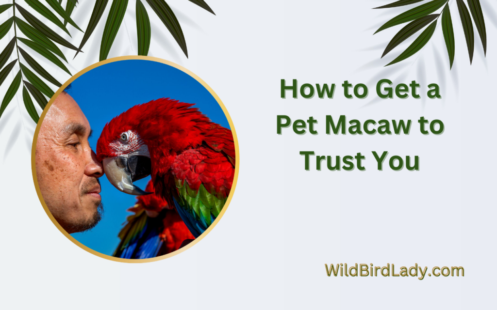 How to Get a Pet Macaw to Trust You