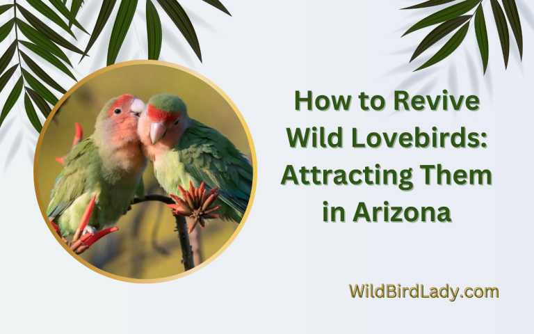 How to Revive Wild Lovebirds