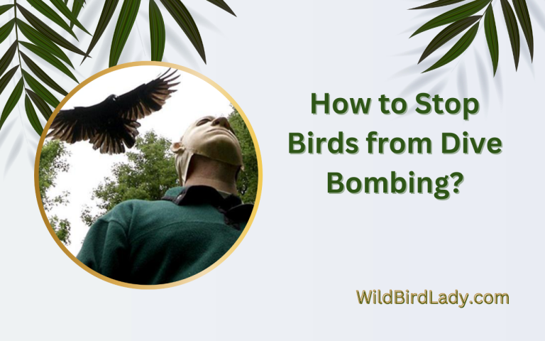 How to Stop Birds from Dive Bombing