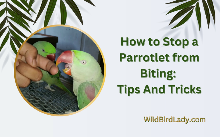 How to Stop a Parrotlet from Biting