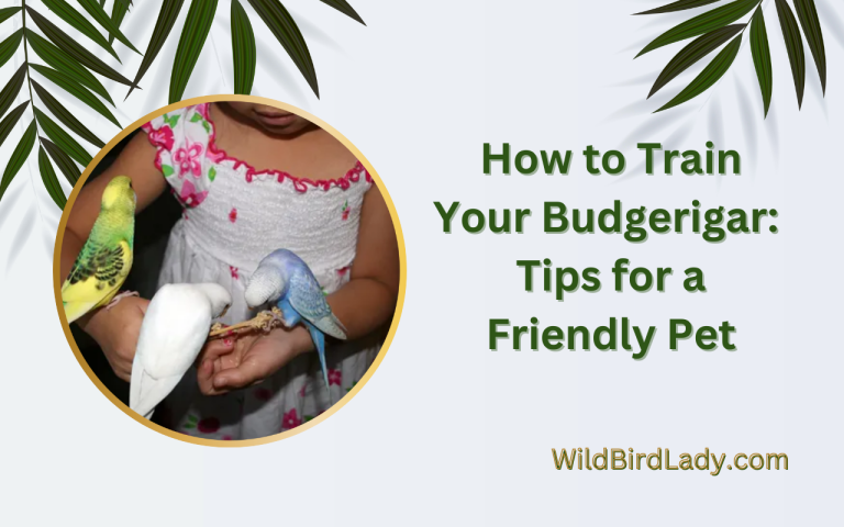 how to tame a budgerigar