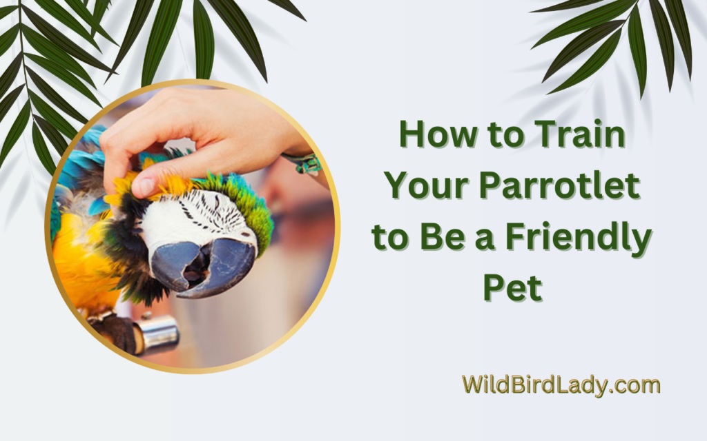 How to Train Your Parrotlet to Be a Friendly Pet
