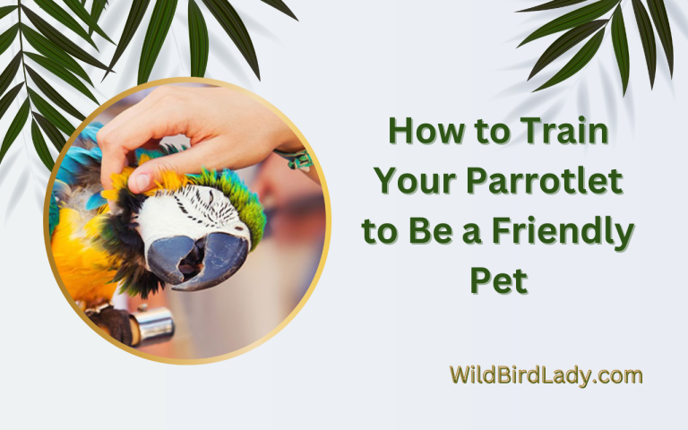 How to Train Your Parrotlet