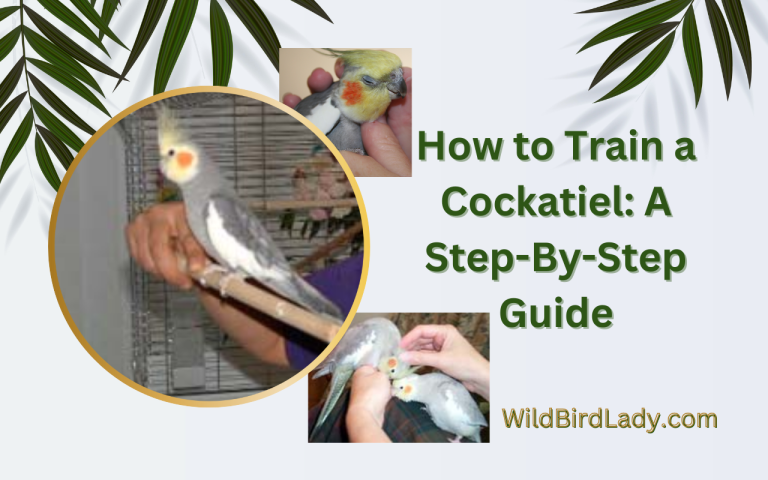 how to train a cockatiel