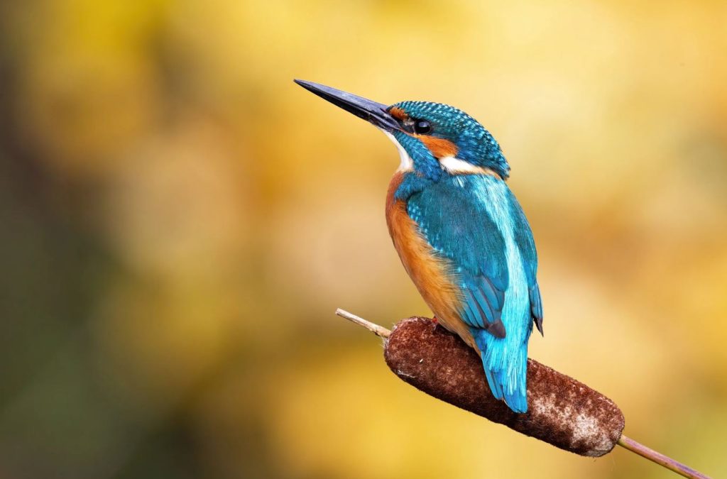 Kingfishers: The Ultimate Hunters of Aquatic Prey 