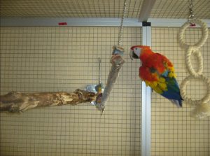 How to Build a Macaw Cage for Large Macaws – Building Plans