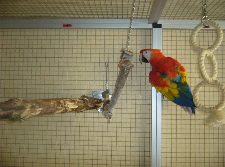 Photo inspiration: How To Build A Macaw Cage For Large Macaws Photo Inspiration