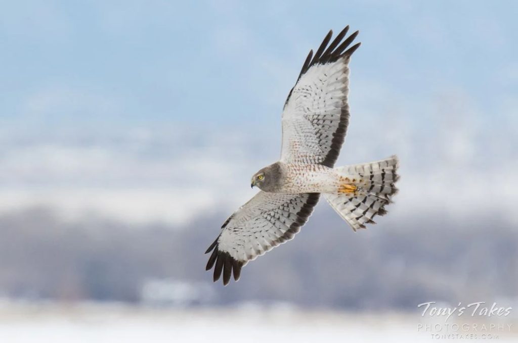Northern Harriers