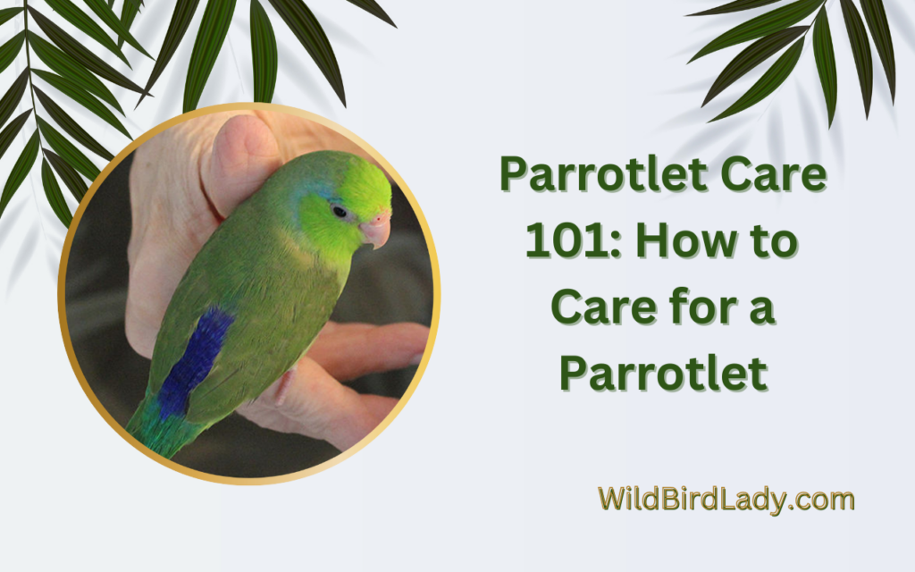 Parrotlet Care 101: How to Care for a Parrotlet