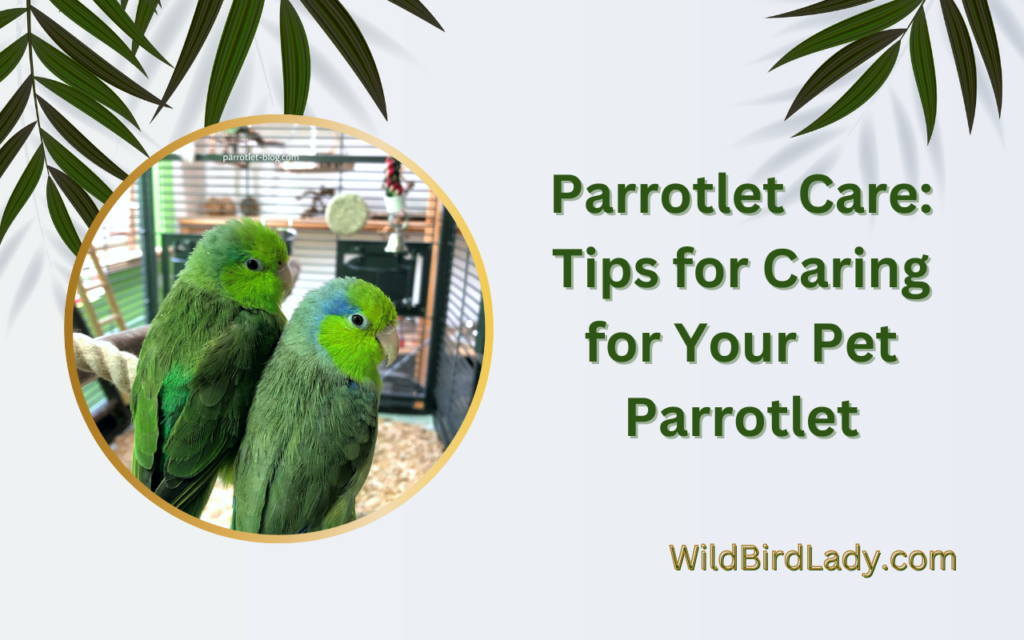 Parrotlet Care: Tips for Caring for Your Pet Parrotlet