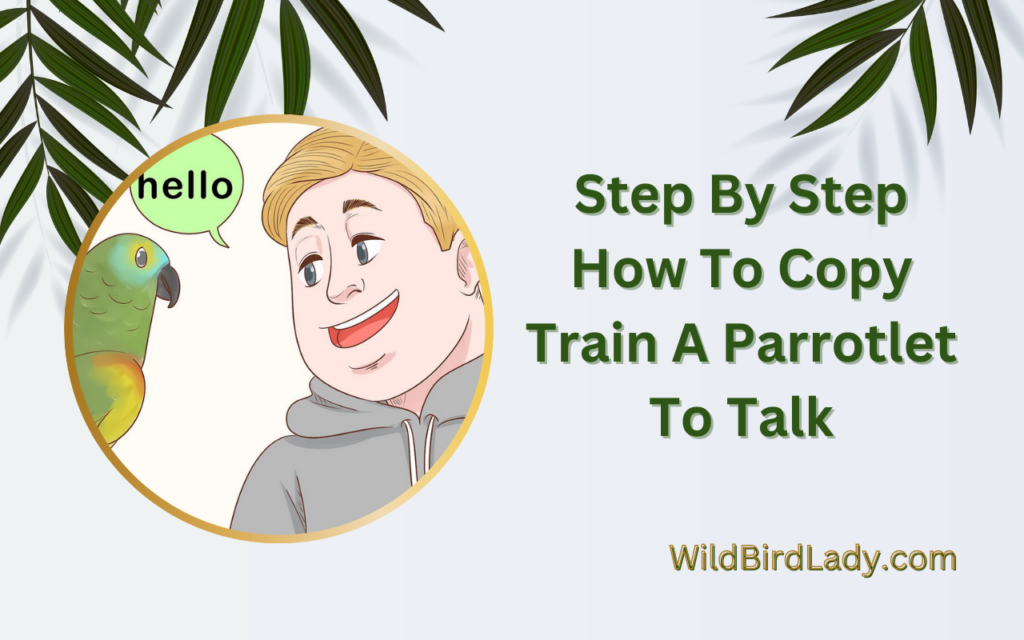 Step By Step How To Copy Train A Parrotlet To Talk