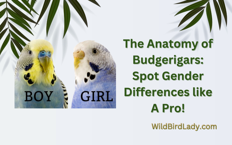 how to tell male from female budgerigar