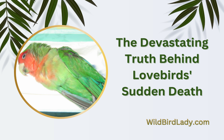 lovebirds death