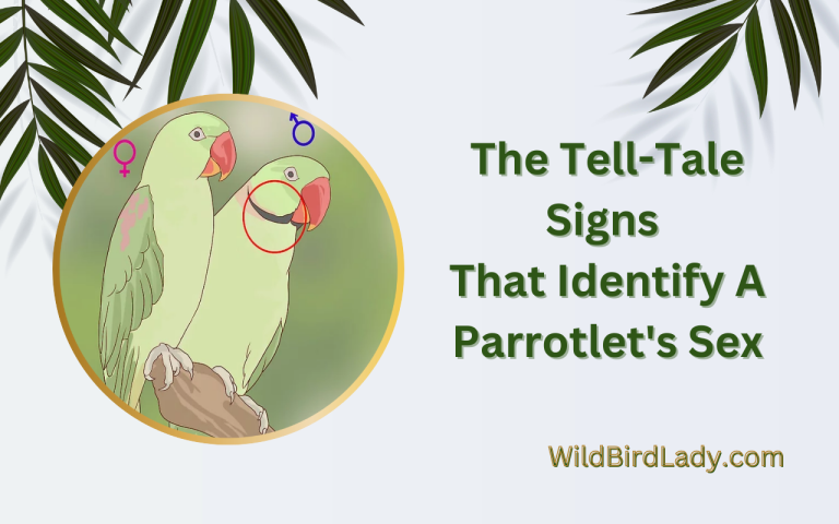 Signs That Identify A Parrotlet's Gender