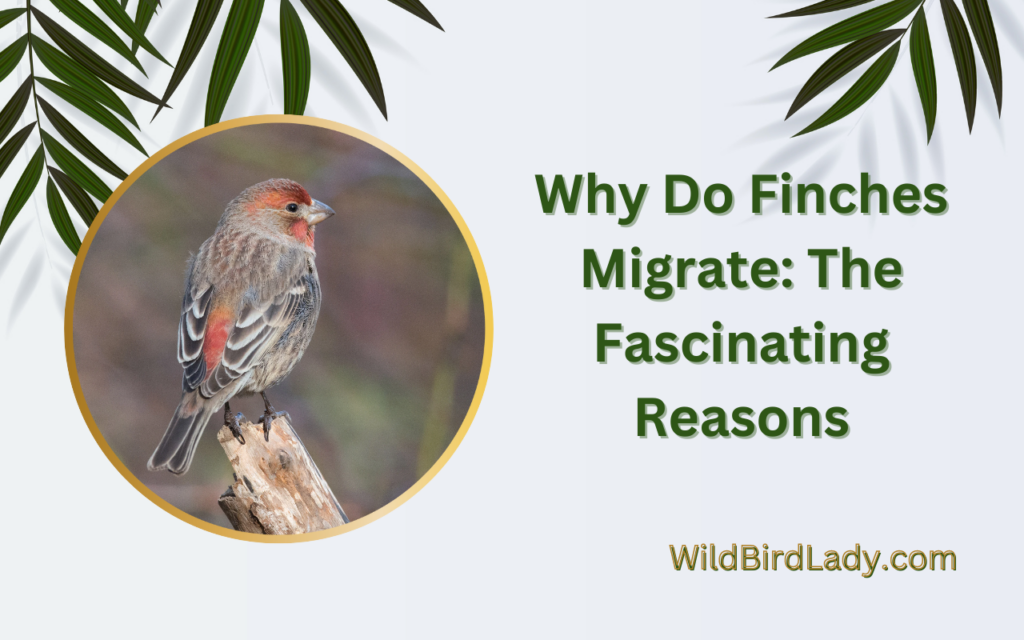 Why Do Finches Migrate: The Fascinating Reasons.