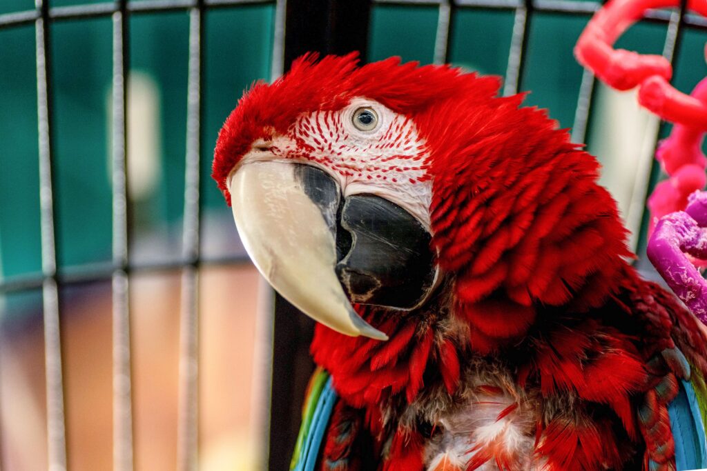 How Much Does It Cost To Own A Macaw? (High End Estimates)