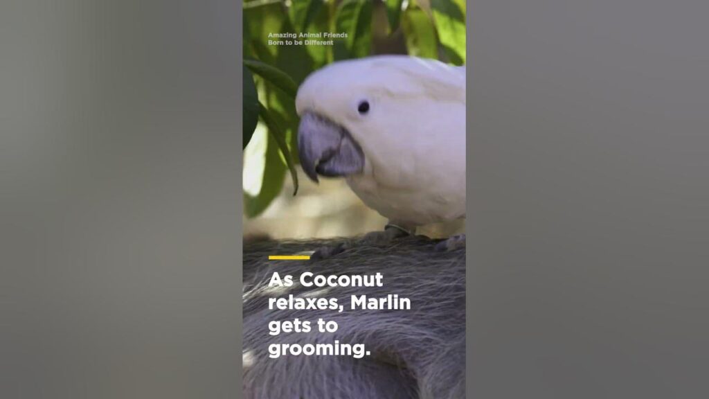 What Do Wild Coconut Cockatoos Devour?