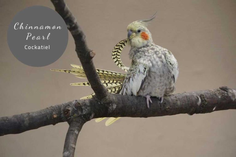 All About the Whiteface Pearl Cockatiel: A Comprehensive Guide.
