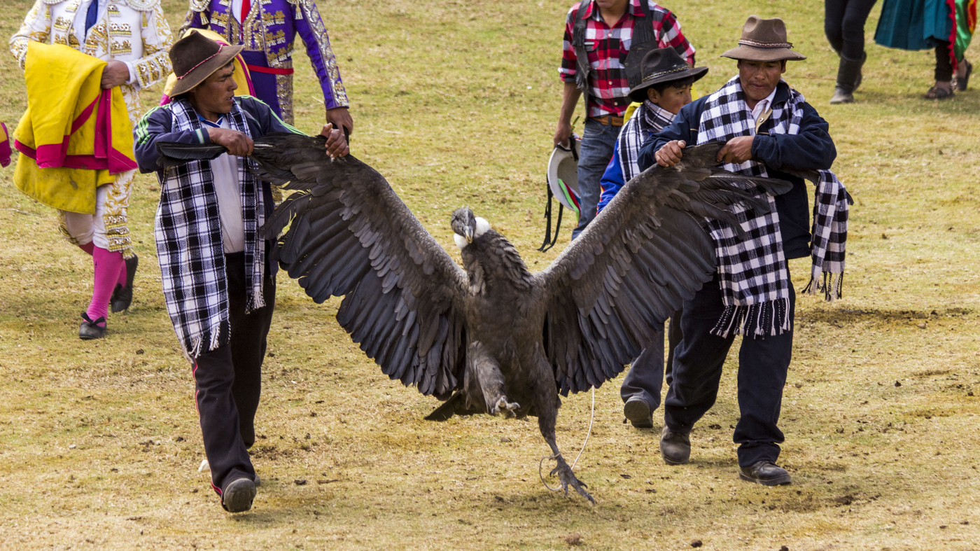 The Battle of the Condors: Andean Vs California