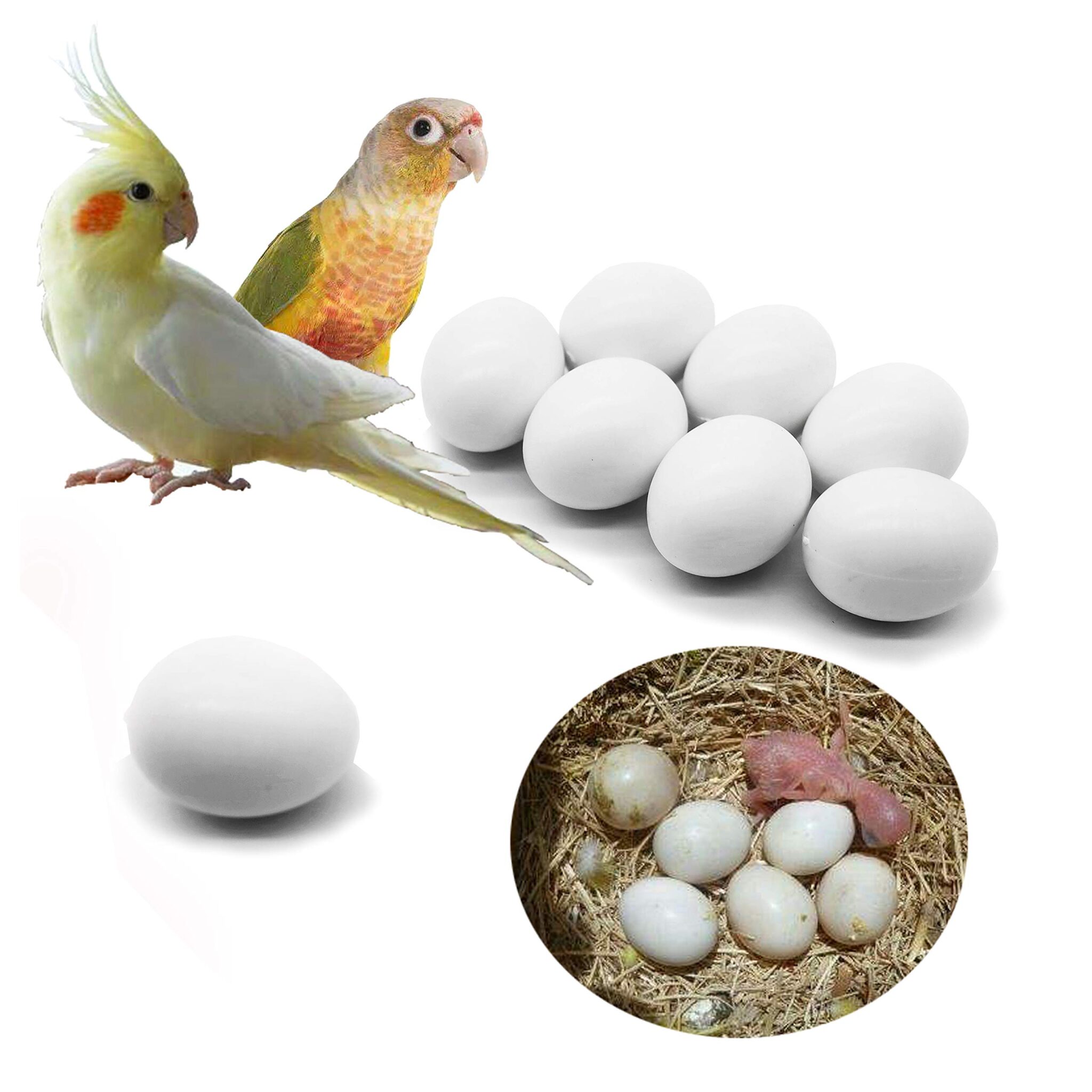 How Long Does It Really Take for Cockatiel Eggs to Hatch? Essential Factors