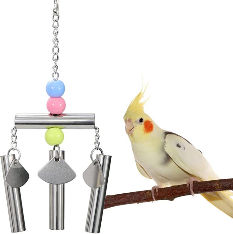 Cockatoo vs Cockatiel: Choosing the Perfect Feathered Friend.