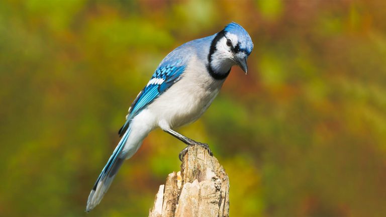 Can You Really Keep a Blue Jay as a Pet?
