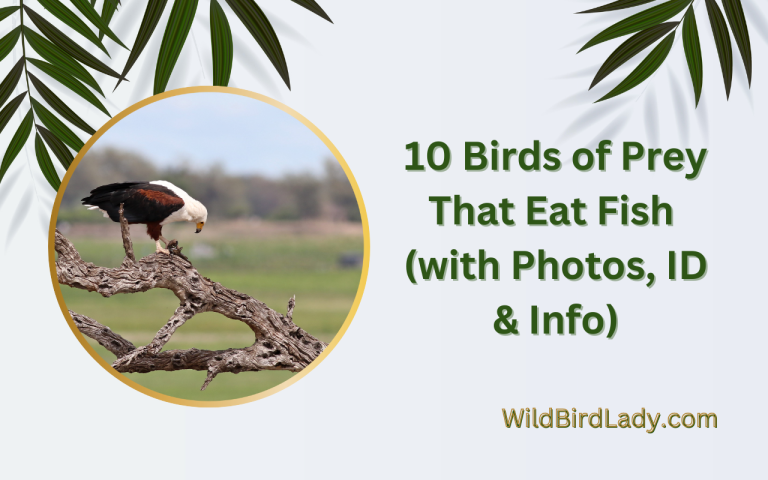What Birds Eat Fish