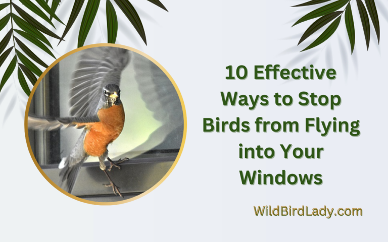 10 Effective Ways to Stop Birds from Flying into Your Windows