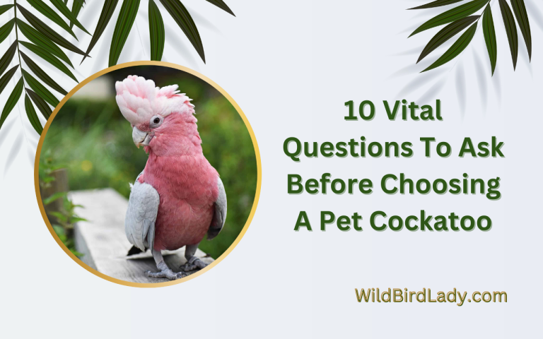 Questions To Ask Before Choosing A Pet Cockatoo