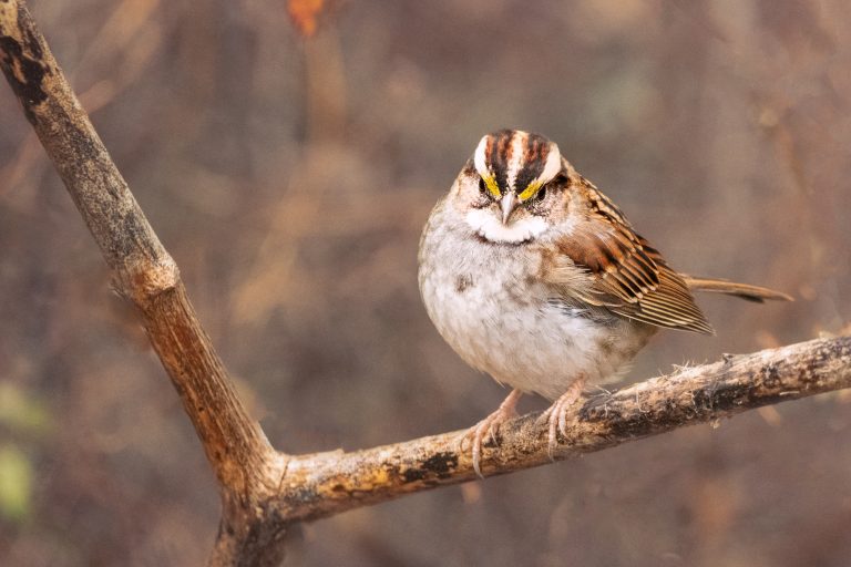 Unlocking the Mysteries of the White Throated Sparrow Bird Call