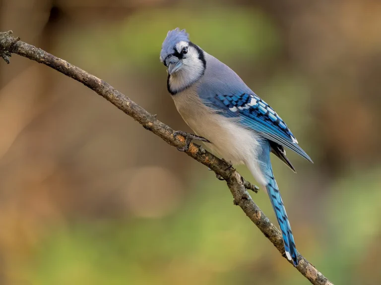 What to Feed Blue Jays