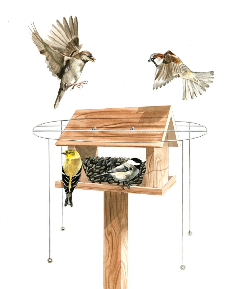 How to Keep Blue Jays Away from Bird Feeders