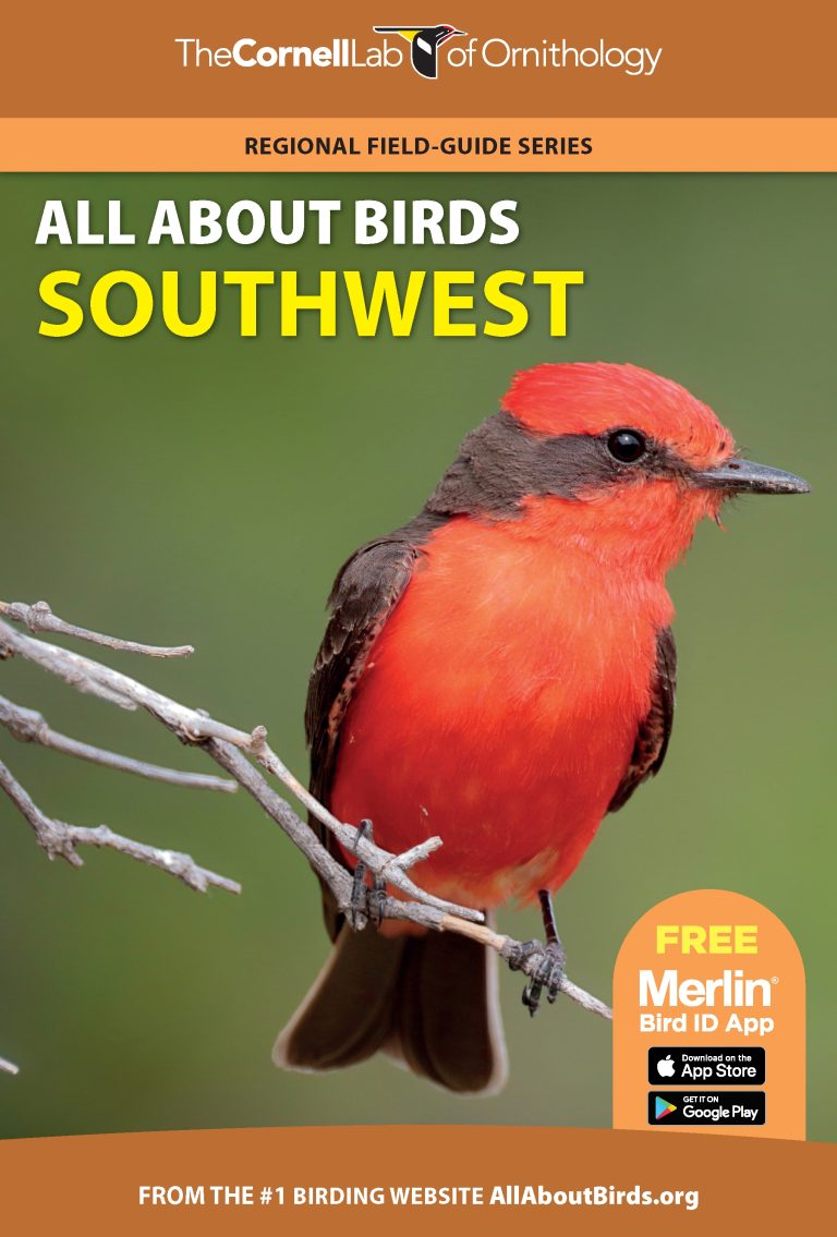 Discover the Ultimate Free Hawk Identification Guide
