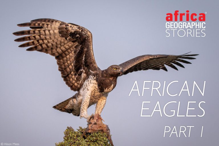 Hawks Vs Other Birds of Prey: Battle of the Apex Predators