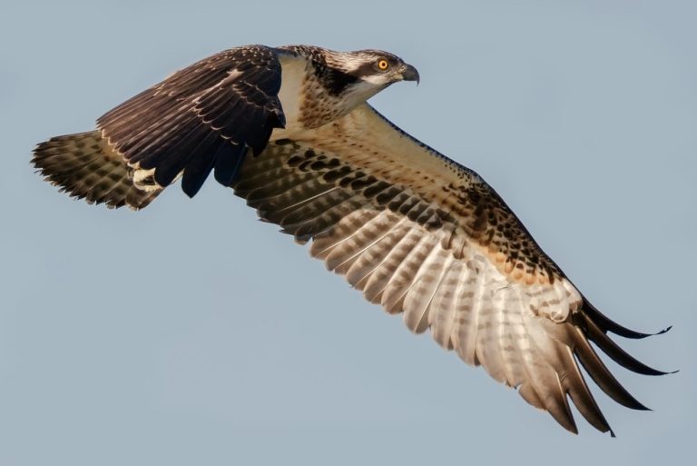 Do Hawks Migrate South in Winter?