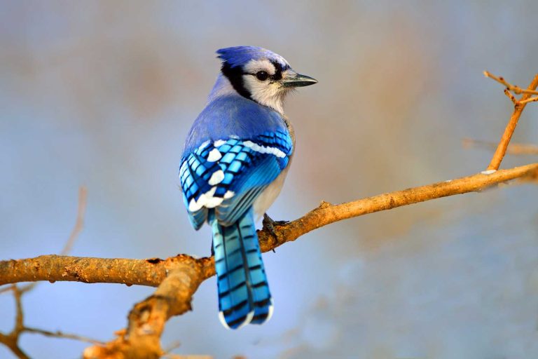 Different Types of Blue Jays