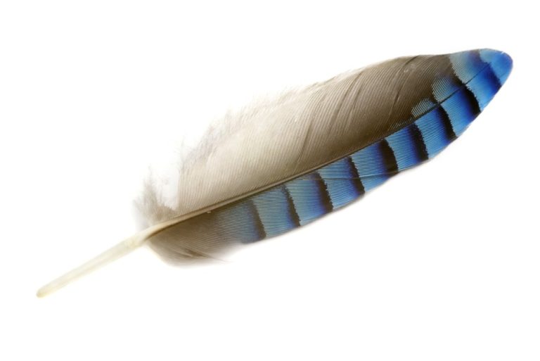 Identifying Owl Feathers