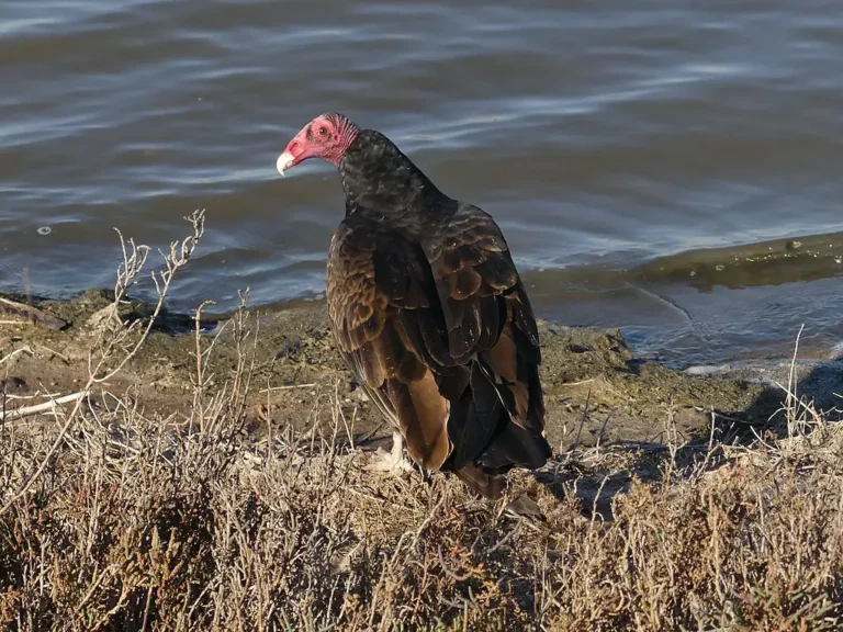 Test Your Raptor Knowledge: Red-Tailed Hawk Vs Turkey Vulture Quiz