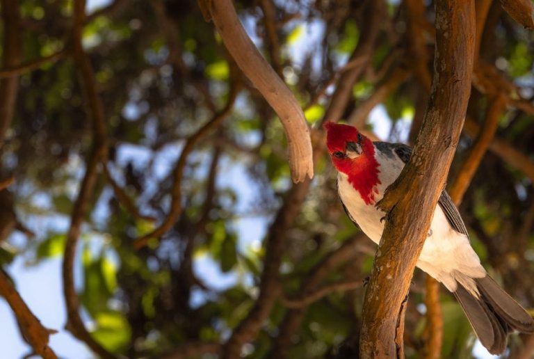 Top 8 birdwatching paradises in Spain: A must-visit for nature lovers!