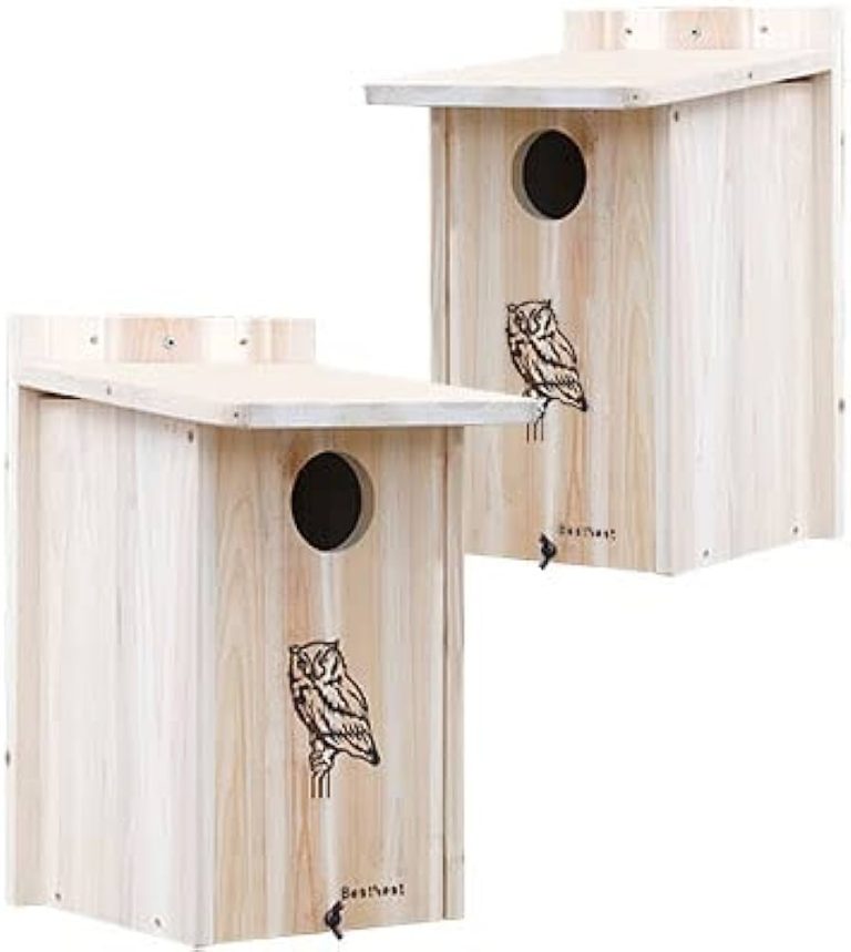 Bring Owls and Kestrels Home with Bird of Prey Nest Box: Simple Tips