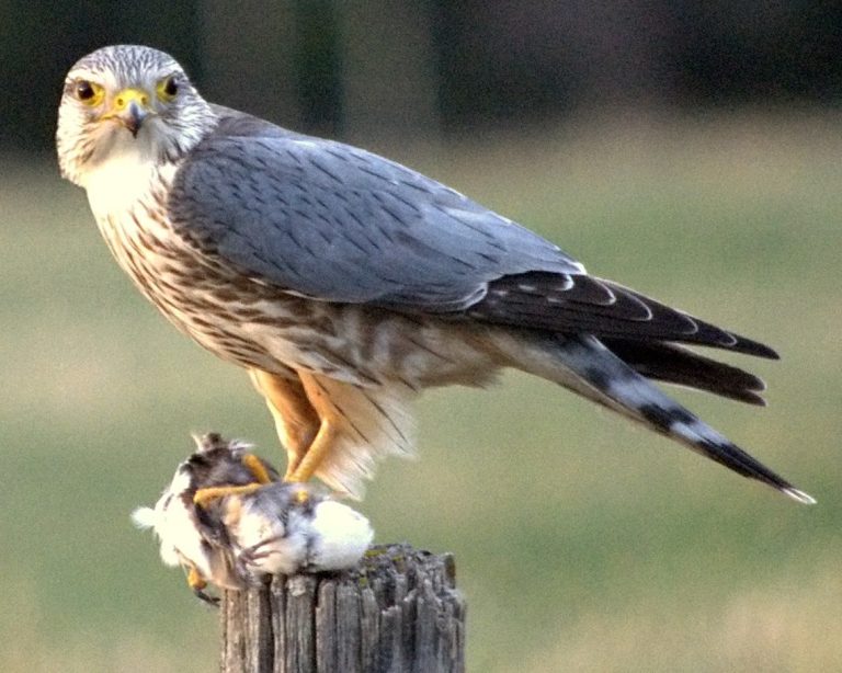 Mastering Hawk Feather Identification – Picture-Based Guide