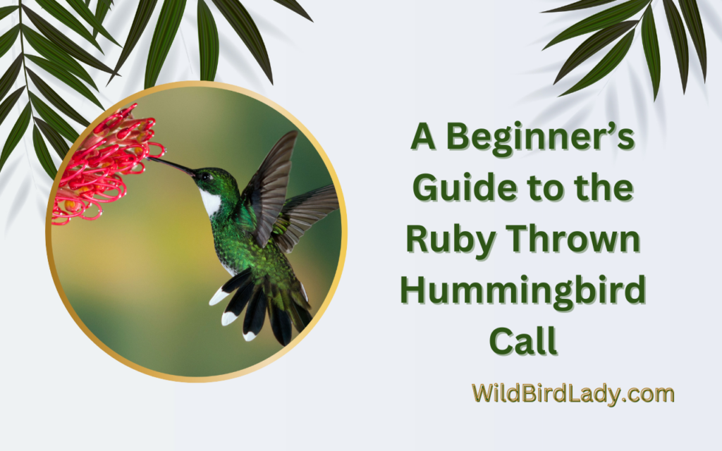A Beginner’s Guide to the Ruby Throated Hummingbird Call