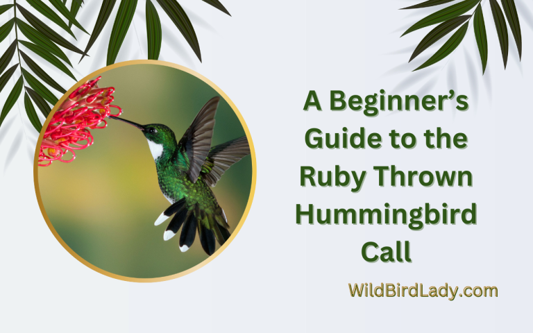 ruby throated hummingbird call