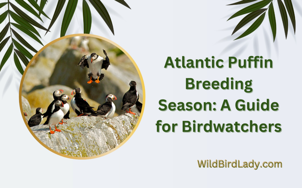 Atlantic Puffin Breeding Season: A Guide for Birdwatchers