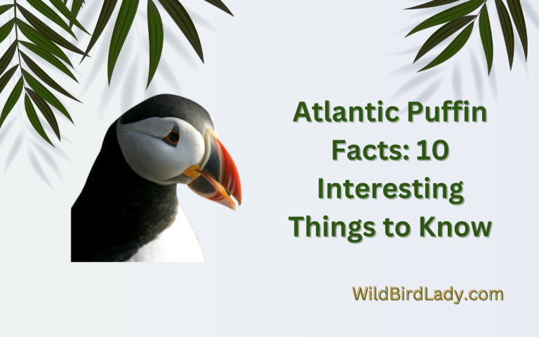 Atlantic Puffin Facts