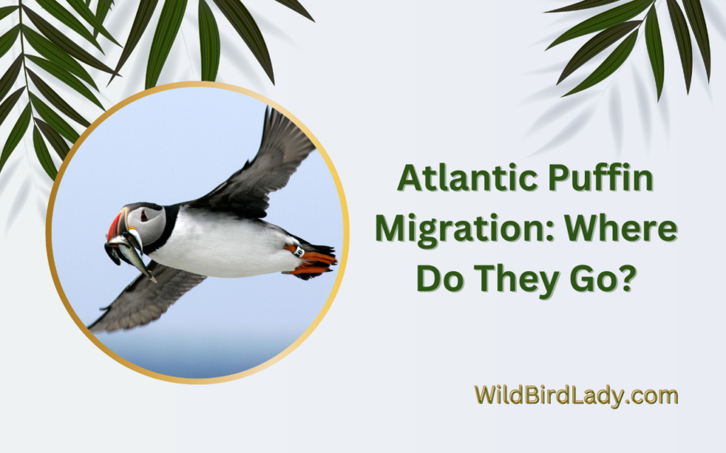 Atlantic Puffin Migration: Where Do They Go?