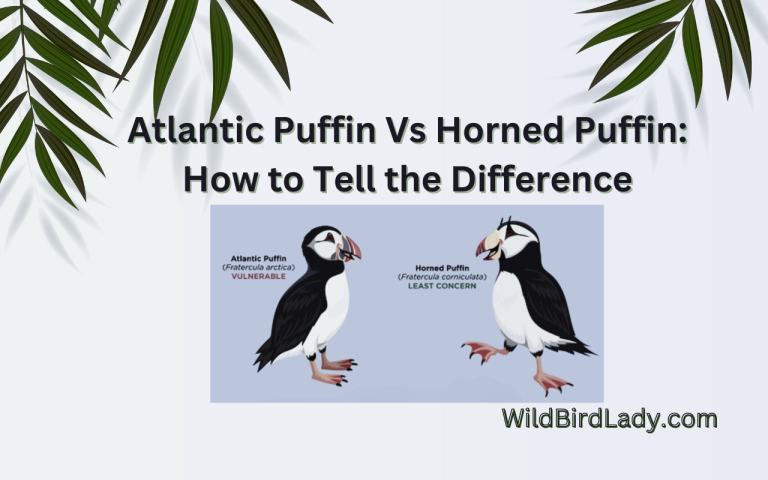 Atlantic Puffin Vs Horned Puffin