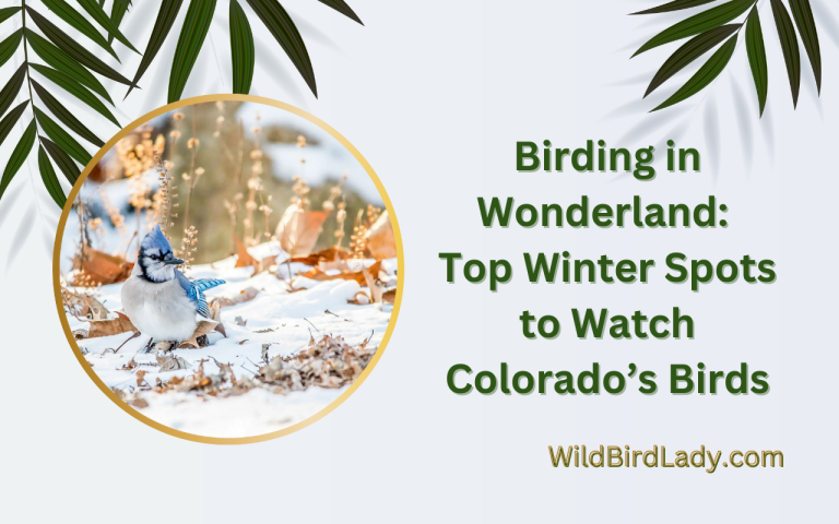 Top Winter Spots to Watch Colorado's Birds